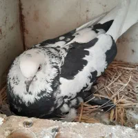 کبوتر پرشی