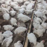 کارگر مرغداری گوشتی نیازمندیم