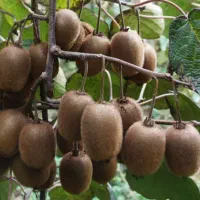 8000هزارمترباغ کیوی برای فروش