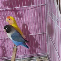 جفت طوطی برزیلی|پرنده|گنبد کاووس, |دیوار