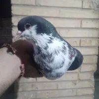 شهری چپ گرفتنی