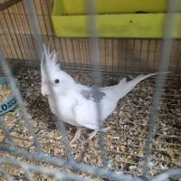 جفت آلبینو دوکت