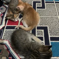 واگذاری چهار بچه گربه