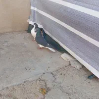 سه تا شهری بی عیب