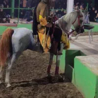 اسب کرد خالص|اسب و تجهیزات اسب‌سواری|تهران, شهرک انصار|دیوار