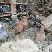 کفتر جوجه زرد کرمونی کاکلی|پرنده|زاوه, |دیوار