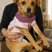 واگذاری|سگ|اصفهان, کلمه خوران|دیوار