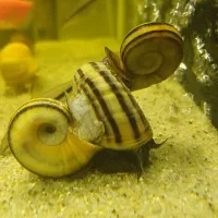 حلزون کلمبیایی همراه بچه