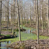 ملک لاکچری طبیعتی باکلبه چوبی آبگیر|فروش خانه و ویلا|مهاباد (اصفهان), |دیوار