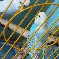 جفت مرغ عشق کارداده مولد