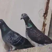 کبوتر پلاکی