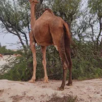شتر ماده