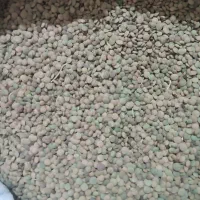 عدس سفید درشت مناسب کاشت و خوراک