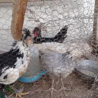 نیمچه مرغ و خروس سلطان