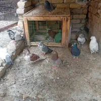 دونیی صد|پرنده|آران و بیدگل, |دیوار