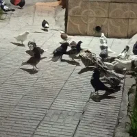 کبوتر