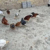 مرغ وخروس|حیوانات مزرعه|گالیکش, |دیوار