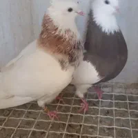 کبوتر طوقی هفت رنگ نروماده