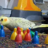 کم شده در محدوده معراج کوی امام هادی|حیوانات|بجنورد, |دیوار