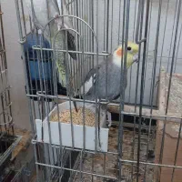 عروس هلندی مولد|پرنده|پیشوا, |دیوار