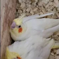 دو عدد عروس هلندی نجاد لوتی نو|پرنده|رامسر, |دیوار