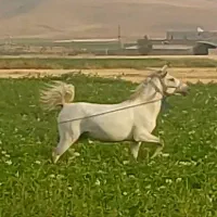 فروش مادیان کرد