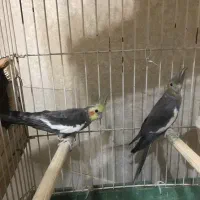 فروش عروس هلندی
