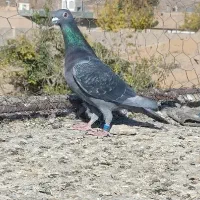 کبوتر|پرنده|مود, |دیوار