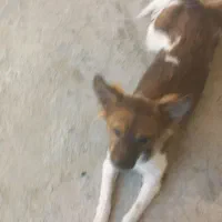 سگ ماده نژادار