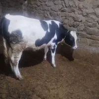 فروش دو راس گوساله