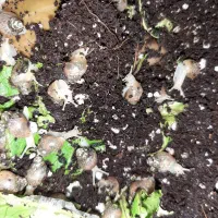 بچه حلزون|خزنده|جهرم, |دیوار