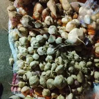 شلغم گوسفندی تازه