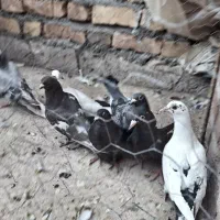 ۶عددکفترنرشکار