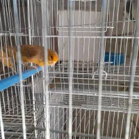 قناری نر بخون|پرنده|بم, |دیوار