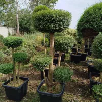 مورت پیوندی،یاس پیوندی،یاس هرمی،لگستروم