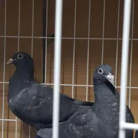 جوجه پلاکی درجه یک|پرنده|دزفول, |دیوار