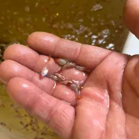 ماهی مولی گوپی تایگر|ماهی|مشهد, توس (بلوار توس)|دیوار