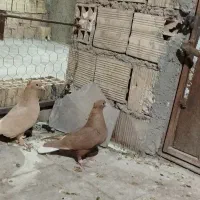 زردم سفید کرمانی کاکلی|پرنده|بیرجند, |دیوار