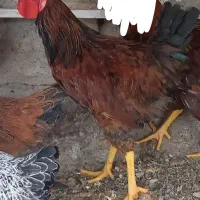 خروس