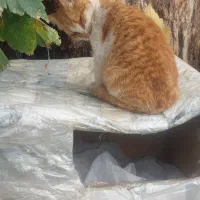 واگذاری گربه