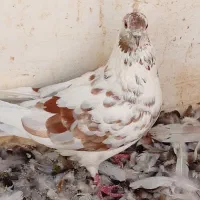 کفتر|پرنده|شاهرود, |دیوار