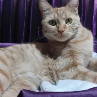 گربه|حیوانات|میاندوآب, |دیوار