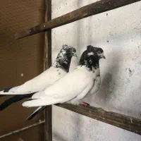 کبوتر نقش و پرشی