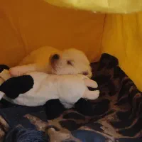 واگذاری شیتزین نر