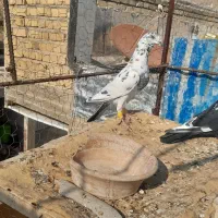 کفتر پلاکی|پرنده|شیراز, دست خضر|دیوار