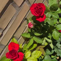 فروش گل رز هلندی
