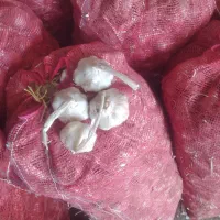 باسلام سیردرجه یک بزری هرمقداربخوای موجودهست