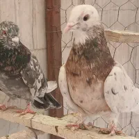 کفتر پرشی