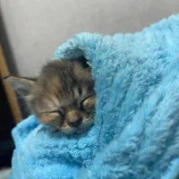 یک عدد بچه گربه دو ماهه