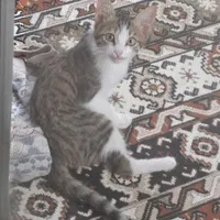 بچه گربه خانگی رایگان